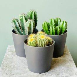 cactus mini