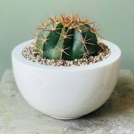 cactus klein