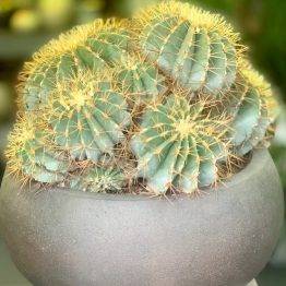 Cactus groot