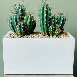 Schaal cactus