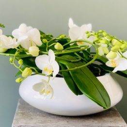 Orchidee Coupe rond wit