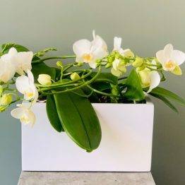 Orchidee Coupe rechthoekig wit