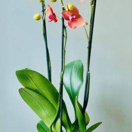 Orchidee 2 of 3-tak gekleurd