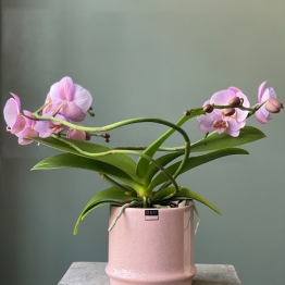 Roze twister orchidee