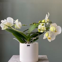 Witte twister orchidee