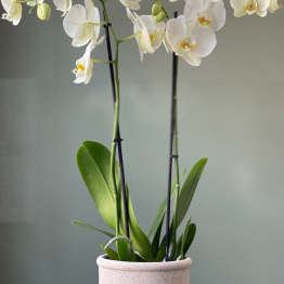 Orchidee 2-takker wit