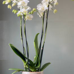 Witte multi orchidee 3 of 4-takker