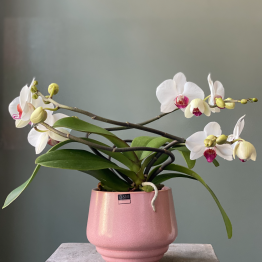 Witte twister orchidee met rood hart