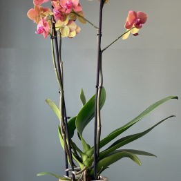 Tropical orchidee