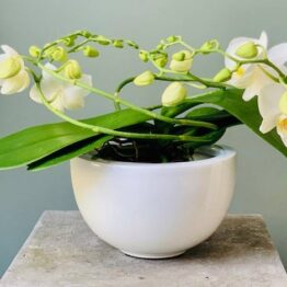 Orchidee wit